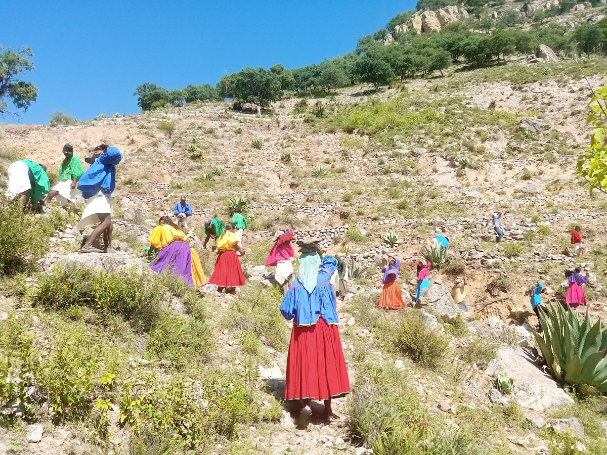 2018-2025 Restauración ecológica y agua en comunidades-cuenca de Coyachique y Kowinpachi, Batopilas
